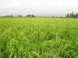 Nàng hoa 9 - giống lúa đặc sản mới trên vùng đất phèn